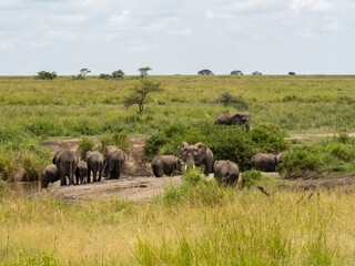 Serengeti National Park, Tanzania, Africa - February 29, 2020: Family of elephants playing along stream in Serengeti National Park