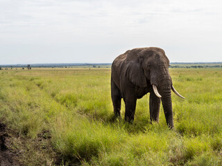 Fototapeta na wymiar Serengeti National Park, Tanzania, Africa - February 29, 2020: African Elephant crossing the dirt path of Serengeti National Park