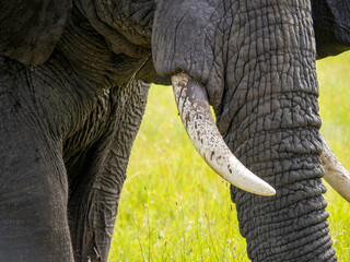 Serengeti National Park, Tanzania, Africa - February 29, 2020: Close up african elephant trunk and tusks