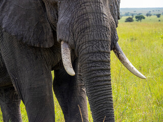 Fototapeta na wymiar Serengeti National Park, Tanzania, Africa - February 29, 2020: Close up african elephant trunk and tusks