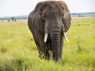 Naklejka na ściany i meble Serengeti National Park, Tanzania, Africa - February 29, 2020: African Elephant crossing the dirt path of Serengeti National Park
