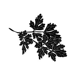 Parsley silhouette, a sprig of aromatic herbs for cooking with carved leaves