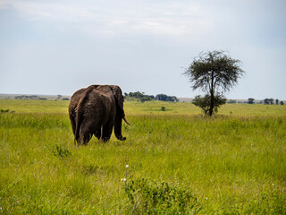 Serengeti National Park, Tanzania, Africa - February 29, 2020: Backside of an elephant as it walks away, Serengeti National Park