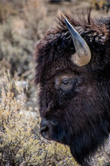 Bison grazing 