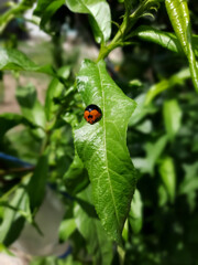 ladybug on leaf ladyqueen on leaf Natural Beauty Summer 