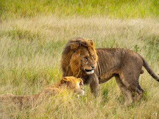 Obraz premium Serengeti National Park, Tanzania, Africa - February 29, 2020: Lion courting Lioness in the tall grass of Serengeti National Park