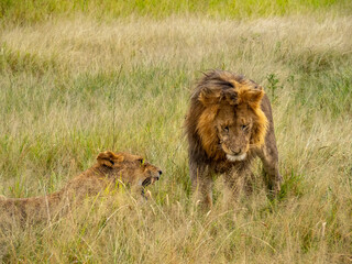 Serengeti National Park, Tanzania, Africa - February 29, 2020: Lion courting Lioness in the tall grass of Serengeti National Park