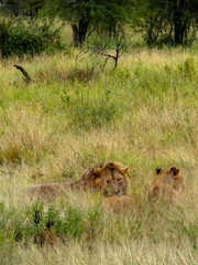 Serengeti National Park, Tanzania, Africa - February 29, 2020: Lion and Lioness lounging in the tall grass of Serengeti National Park