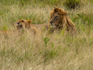 Fototapeta premium Serengeti National Park, Tanzania, Africa - February 29, 2020: Lion and Lioness lounging in the tall grass of Serengeti National Park