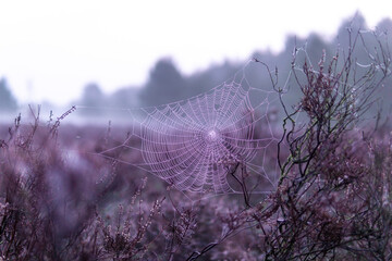 Closeup shot of a spider web on a plant - Powered by Adobe