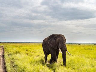 Serengeti National Park, Tanzania, Africa - February 29, 2020: African elephant walking along savannah in Serengeti National Park