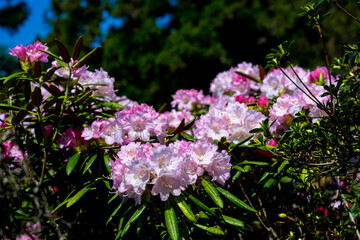 豊後高田のシャクナゲ