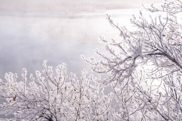 Frozen branches over a river at sunrise
