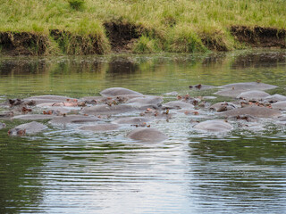 Naklejka na ściany i meble Masai Mara, Kenya, Africa - February 26, 2020: Hippos in pond at Keekorok Lodge in Masai Mara Game Reserve