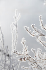 Snowflakes on a branch