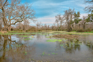 Nature in floodplain in Karacabey Turkey. Trees extends to sky and many types of plants suches bushes and marshy places and forest.