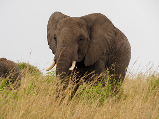 Fototapeta na wymiar Masaai Mara, Kenya, Africa - February 26, 2020: African elephants in tall grass on Safari, Masaai Mara Game Reserve