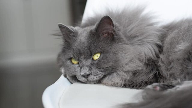 Fluffy grey cat lying on white chair opening and closing bright yellow eyes