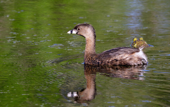 Pied-billed grebe (Podilymbus podiceps) and a bullfrog in a forest lake, Brazos Bend State Park, Texas, USA.