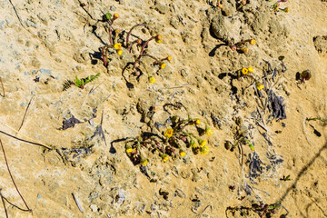 Foalfoot (tussilago farfara) blossoming on spring