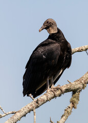 Black vulture (Coragyps atratus) perching in a tree, Brazos Bend State Park, Texas, USA