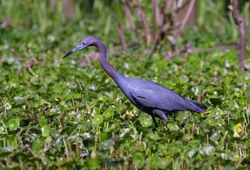 Little blue heron (Egretta caerulea) hunting in a forest swamp, Brazos Bend State Park, Texas, USA