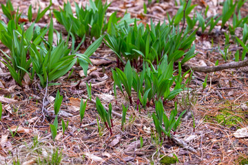 Wild Ramps - wild garlic ( Allium tricoccum), commonly known as ramp, ramps, spring onion,  wild leek, wood leek.  North American species of wild onion. in Canada, ramps are considered rare delicacies