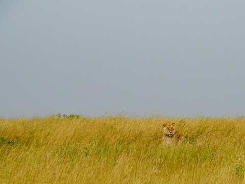 Masai Mara, Kenya, Africa - February 26, 2020: Female Lioness camouflaged along the savannah at Masaai Mara Game Reserve