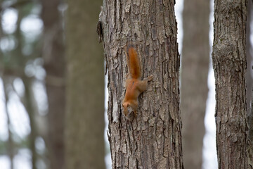 American red squirrel ((Tamiasciurus hudsonicus) known as the pine squirrel, North American red squirrel and chickaree.