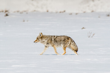 Coyote crossing a snow covered field