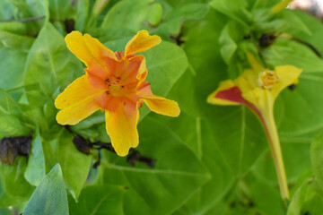 yellow lily in the garden