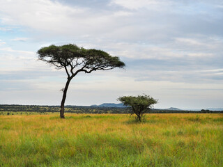 Fototapeta na wymiar Serengeti National Park, Tanzania, Africa - February 29, 2020: Acacia tree alone in Serengeti National Park
