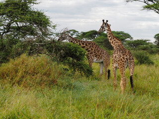Serengeti National Park, Tanzania, Africa - February 29, 2020: Giraffes along the savannah roaming...