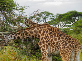 Serengeti National Park, Tanzania, Africa - February 29, 2020: Giraffes along the savannah roaming and eating