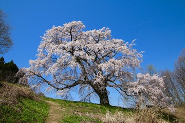 Naklejka premium 五斗蒔田桜（福島県・郡山市）