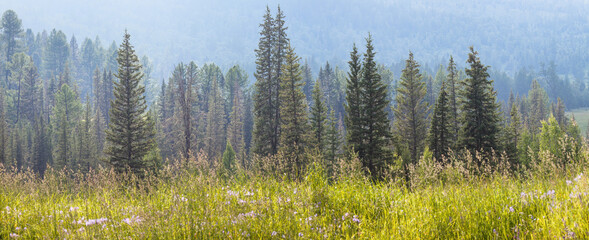 Mountain taiga on a summer day, meadow in the foreground