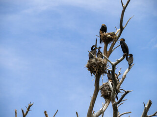 Lake Naivasha, Kenya, Africa - February 25, 2020 - Long tail cormorant perched on branches.