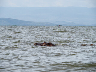 Fototapeta premium Lake Naivasha, Kenya, Africa - February 25, 2020: Hippos swimming through Lake Naivasha in Kenya, Africa