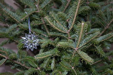 branches of a pine with ornament
