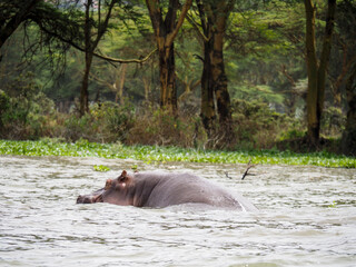 Fototapeta na wymiar Lake Naivasha, Kenya, Africa - February 25, 2020: Hippos swimming through Lake Naivasha in Kenya, Africa