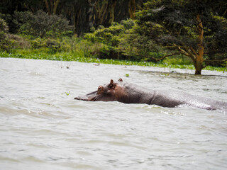Fototapeta premium Lake Naivasha, Kenya, Africa - February 25, 2020: Hippos swimming through Lake Naivasha in Kenya, Africa