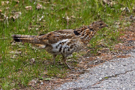 Ruffed Grouse Crossing the Road
