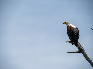Lake Naivasha, Kenya, Africa - February 25, 2020: Fish eagle perched high on tree branch observing.
