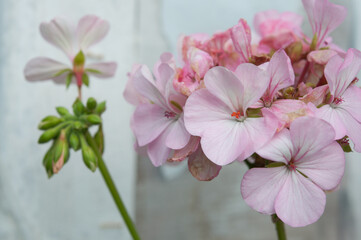 close up of a light pink geranium
