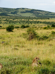 Obraz na płótnie Canvas Maasai Mara, Kenya, Africa - February 26, 2020: Leopards lounging in the tall grass