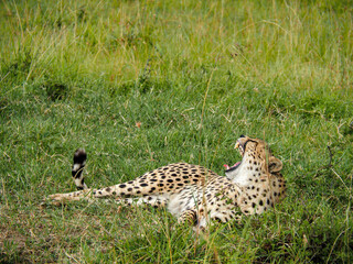 Maasai Mara, Kenya, Africa - February 26, 2020: Leopards lounging in the tall grass