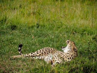 Maasai Mara, Kenya, Africa - February 26, 2020: Leopards lounging in the tall grass