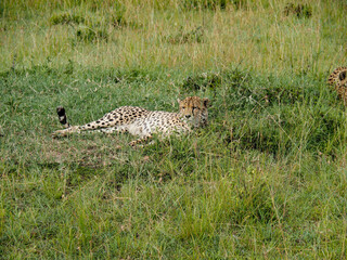 Maasai Mara, Kenya, Africa - February 26, 2020: Leopards lounging in the tall grass