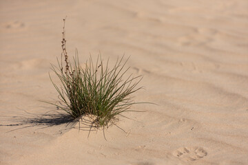 A grass growing in the desert under the concept of the power of life.