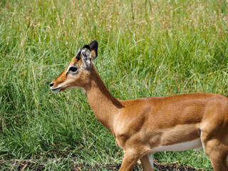 Maasai Mara, Kenya, Africa - February 26, 2020: Small antelope in Masaai Mara game reserve